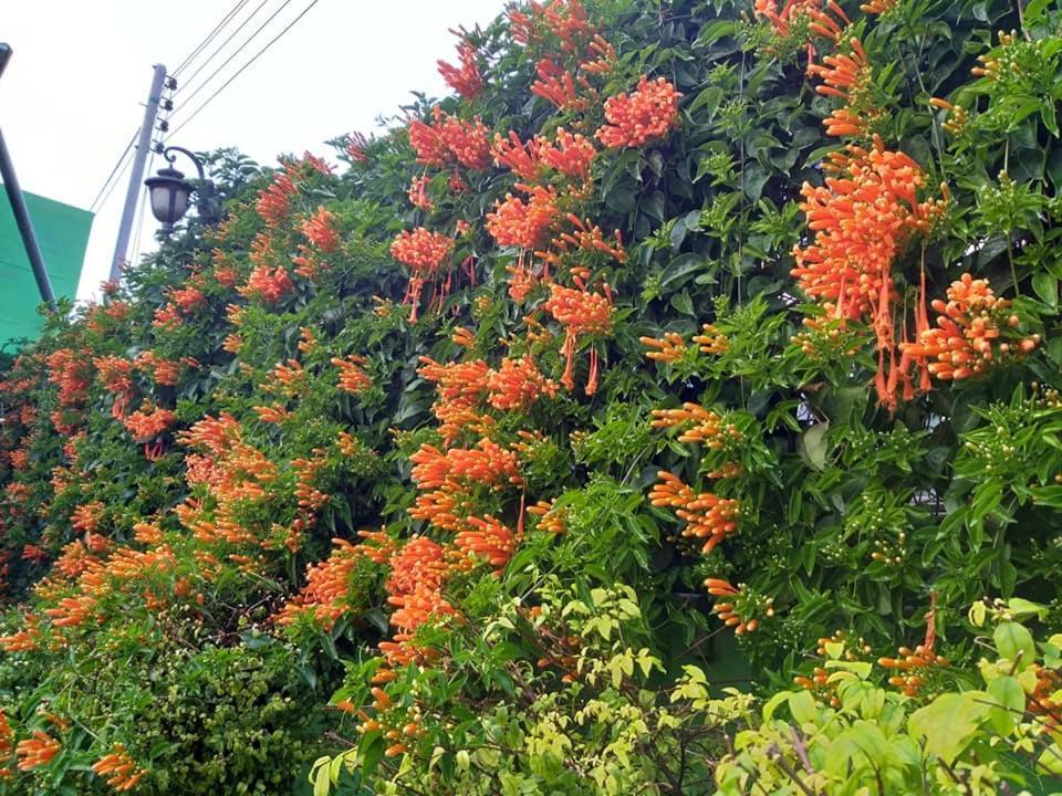 Baan Bua Homestay Chiang Rai Eksteriør bilde